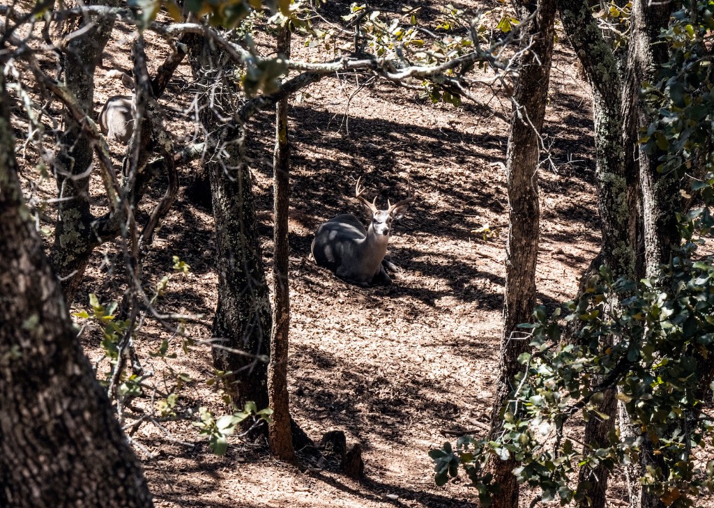 Venado Cola Blanca