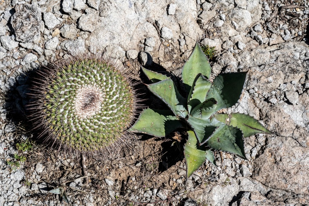 Cactáceas y Agaves